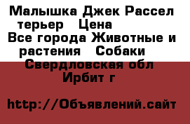 Малышка Джек Рассел терьер › Цена ­ 40 000 - Все города Животные и растения » Собаки   . Свердловская обл.,Ирбит г.